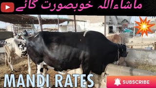 khubsorat maal a giya / bhains colony mandi update/ naseeb ka soda