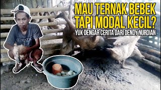 Bebek Petelur Modal Kecil? Mulai Aja Dulu!