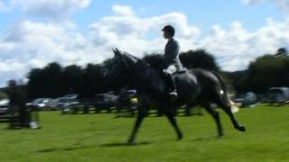 Horse Jumping Henley Show 2015