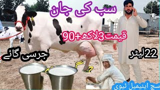 03466152628 | jersey cow | jersey gay ki pehchan|| jersey sahiwal crossbreed | cholistani cows |#cow