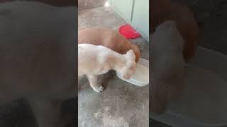 ANJING LUCU 03 #shorts #short #shortvideo #anjinglucu