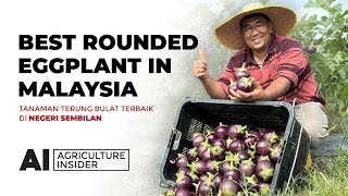 Ladang Terung Bulat di Negeri Sembilan | How Do Malaysian Farmers Success in Cultivating Eggplant?