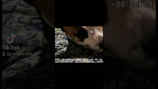 How I Get My Dog to Wake Up Instantly