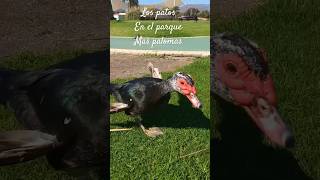 Los patos en el parque Más Palomas Gran Canaria #shortvideo #pato #funnyanimal