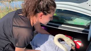 Release of a rescued and rehabbed swan