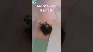 5 Jenis kura kura yang jadi idola#kurakura#sulcata#kurakuraair#kurakuradarat#reptile