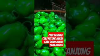 rawit merah, cabe tanjung merah kriting merah semakin panas #pasarinduk