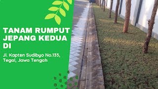 Tanam Kedua Rumput Jepang Tegal, Jawa Tengah