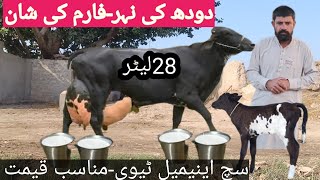 03466152628 |cholistani friesian cross cow | cholistani cross cow| cholistani cow | cholistani gay