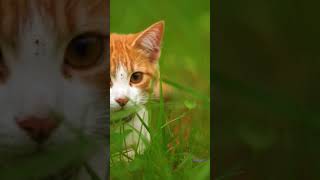 The Hunt #cat #hunting