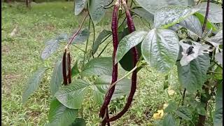 String beans purple color . #vegetables #dailyvlog #dailylifevlogs #vlog #ytshorts #bukidfeels