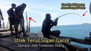 Ngeri....!! ikan Baronang Nya Kelaparan Umpan Lumut Dua Kantong Besar Habis