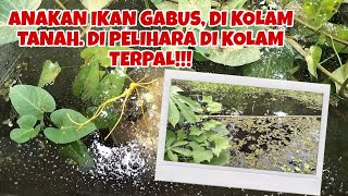 PEMIJAHAN IKAN GABUS/HARUAN DI KOLAM, SEAKAN HABITAT NYA DI ALAM LIAR