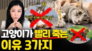 고양이의 수명이 짧아지는 이유 3가지 ㅣ 수의사가 말하는 고양이 수명의 비밀! ㅣ 산책하는 고양이들은 더 오래 살까?