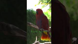 Bird Sound -2. #birdsounds #deepsleepmusic #peacefulmusic #shortsyoutube #shorts #viralshorts