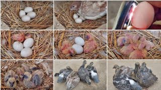 Kabootar Hi Kabootar | Video for Pigeon Birds Lovers |  Pakistan #birds