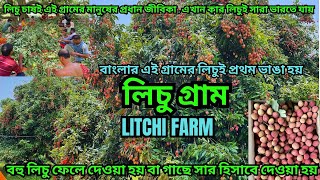 যত খুশি লিচু খান সব ফ্রি  || Lichi Farm Business || এই গ্রামের লিচু সারাভারত বিখ্যাত