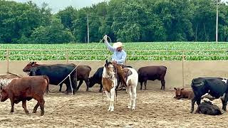 Lot 73~Rock The Cash Bar~offered by West Fork Ranch @ Best Of Texas Premier Horse Sale