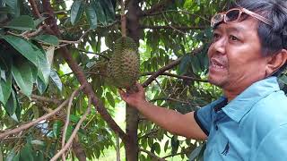 durian bawor berbuah di pohon yg masih belia.