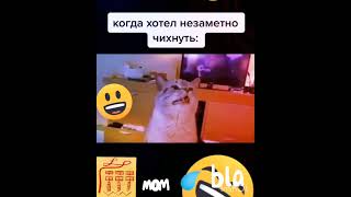 #Shorts prank, raffle, laughter, humor, jok , юмор, прикольные животные