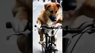 New dog bicycle trial# short video