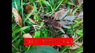 Kilalanin Natin Ang Isang Male Tarantula