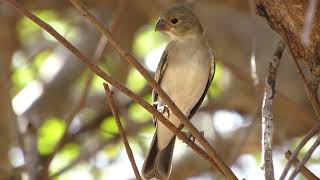 GOLINHO JOVEM (Sporophila albogularis)