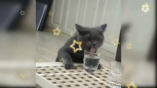 Funny cats videos 2022