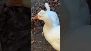 This goose had a little extra fluff on its head! 🪿#animals