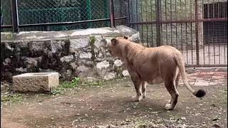 BANNERGHATTA NATIONAL PARK JEEP SAFARI - LIONESS