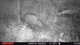 Funny Young Hog Scratching on a Tree/Pērnais kasās pret koku