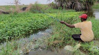 Techniques of  Small Hook 🎣 Fishing to Talapia Fishes in My Village River