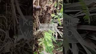 Visit Kebun Salak