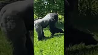 gorilla playing with Bird #viralvideo #trendingshorts #viral