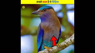 दशहरा मै दिखने वाला खास पक्षी 😱 | Special bird seen during Dussehra | #shorts