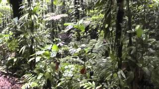 Guadeloupe - Basse Terre - Gwadelupa.