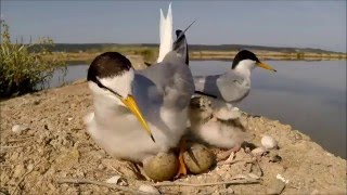 Mala čigra-Fraticello-Little Tern