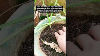 cara nanam cabe di pot#berkebun #pertanian #berkebundirumah #petualangan #kicaumania #kutilang