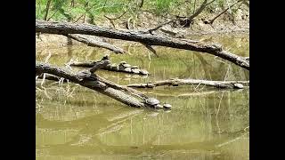 Spring flowers, frogs, turtles on hike at Pennyfield Lock, C&O Canal, early April 2023