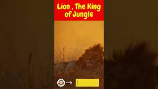 The Resting Lion | Short Animal Clip | Majestic Lion in the Wild