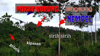 MEMIKAT BURUNG KIPASAN, POEN SIRIH SIRIH, GELATIK