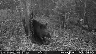 Huge Wild Hog Scratching on a Tree/Mežacūka pie darvas