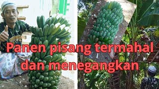 menegangkan!!!panen pisang termahal!! pisang kepok