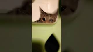 kitty hiding#shortsvideo #music #alphabet #cover #song #cat #catty #catvideos #goku #caty #fyp