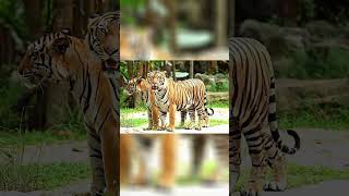 Tigre Siberiano, caçador incrível: velocidade e poder do salto.