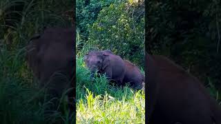 “ Hi “ gesture - Wild elephant #short #elephants #ytshorts #youtubeshorts #short #shortvideo