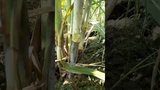 गन्ने की नई वैरायटी  16202 #sugarcane #farming