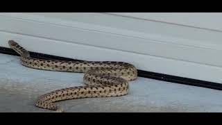 Pacific Gopher Snake Seeking Warmth at Their Doorstep!