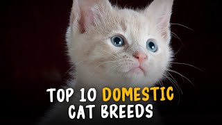 Top 10 Domestic Cat Breeds | You Must Own These Breeds