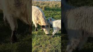 grooming my mum #cowlover #cow #animal  #farmlife #farmlifestyle #farmlifebestlife